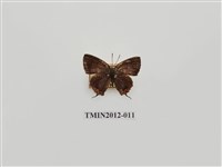 藏品(紫日灰蝶)的圖片